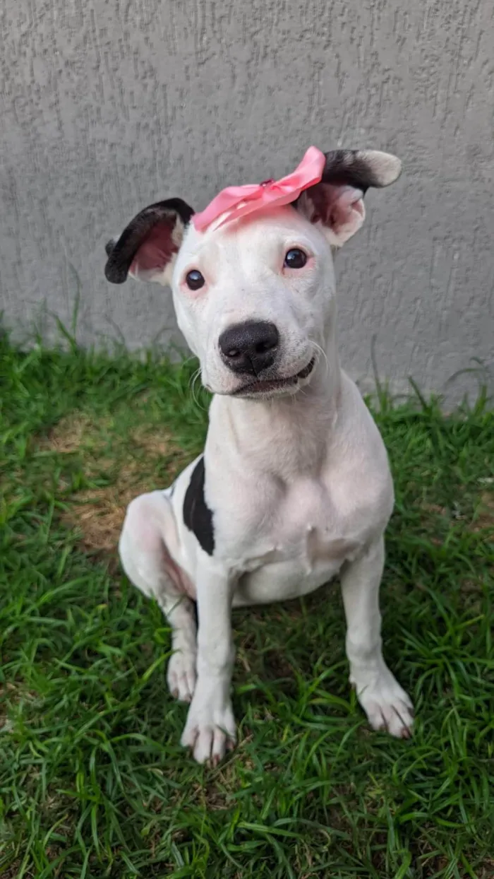 Cachorro ra a SRD-ViraLata idade 2 a 6 meses nome Shakira