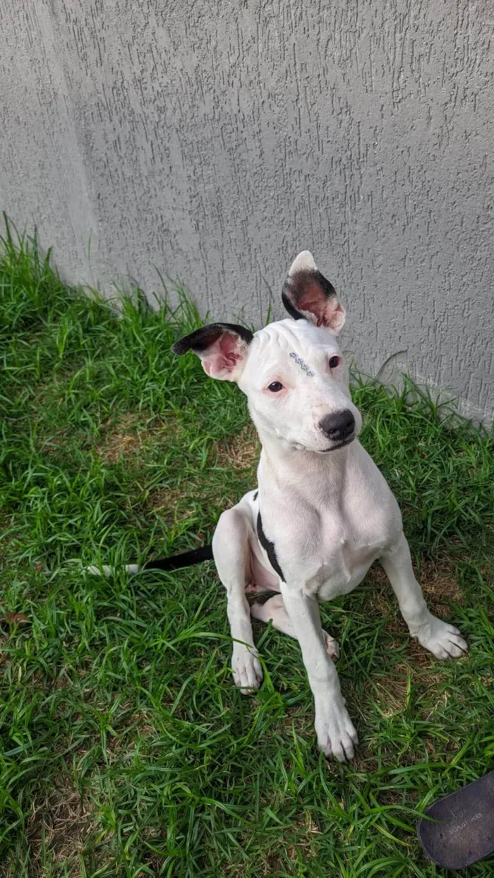Cachorro ra a SRD-ViraLata idade 2 a 6 meses nome Shakira
