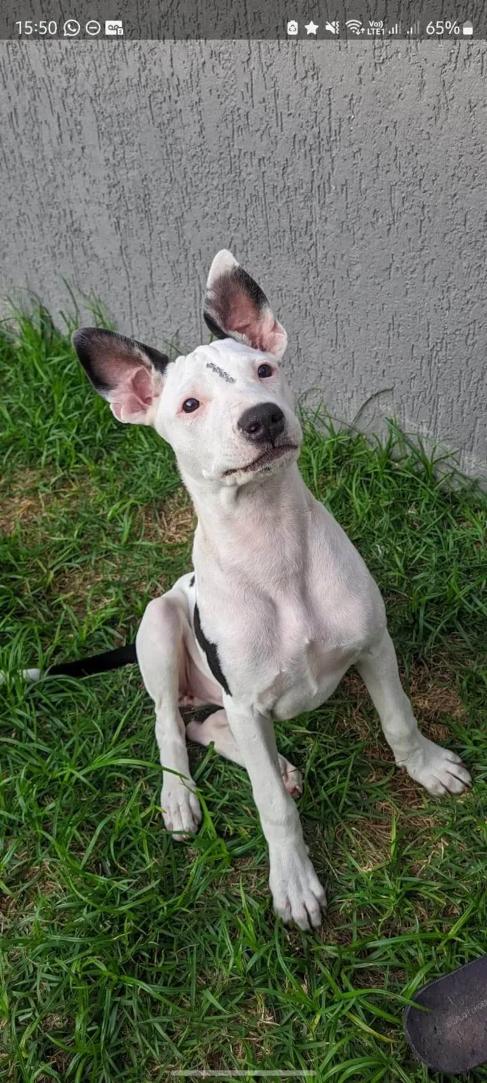 Cachorro ra a SRD-ViraLata idade 2 a 6 meses nome Shakira