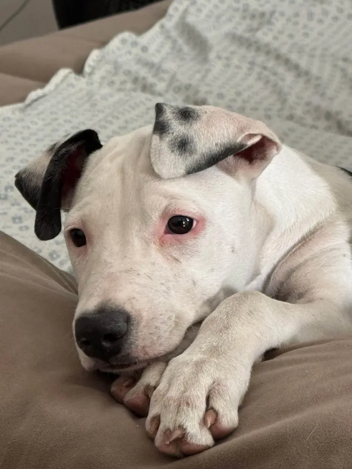 Cachorro ra a SRD-ViraLata idade 2 a 6 meses nome Shakira