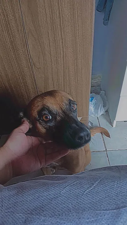 Cachorro raça SRD-ViraLata idade 5 anos nome Tatá 