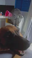 Tatá