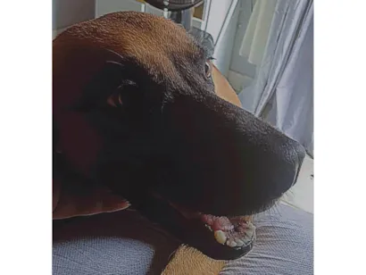 Cachorro raça SRD-ViraLata idade 5 anos nome Tatá 
