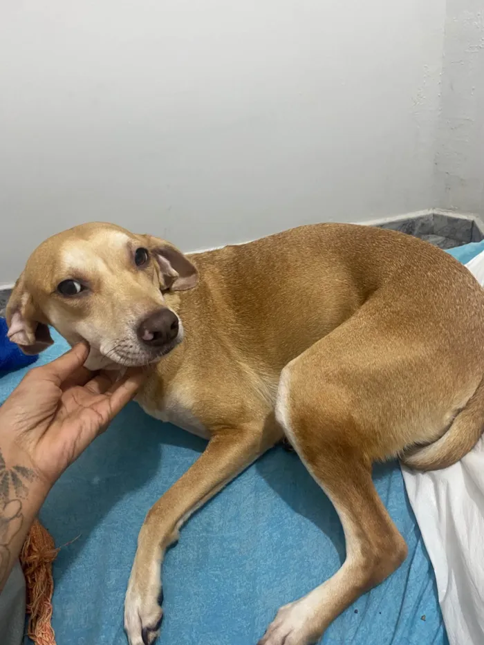 Cachorro ra a SRD-ViraLata idade 1 ano nome Luna 