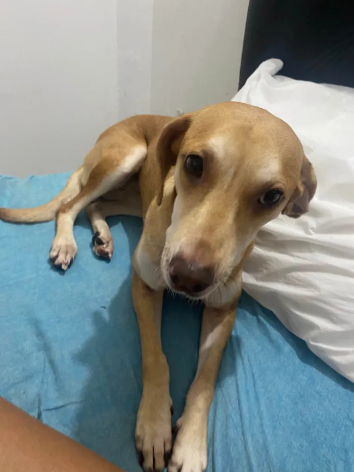 Cachorro ra a SRD-ViraLata idade 1 ano nome Luna 
