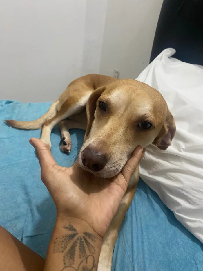 Cachorro ra a SRD-ViraLata idade 1 ano nome Luna 