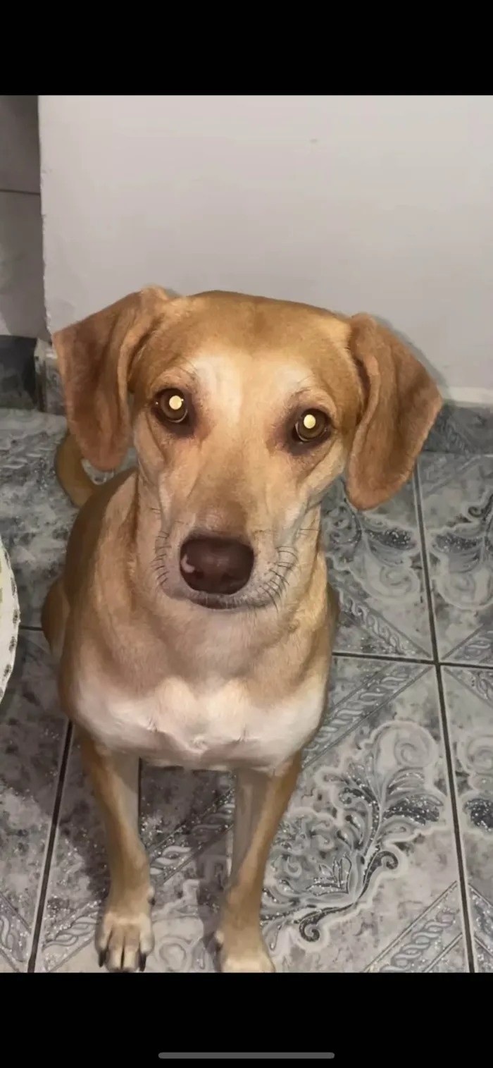 Cachorro ra a SRD-ViraLata idade 1 ano nome Luna 