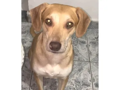 Cachorro raça SRD-ViraLata idade 1 ano nome Luna 