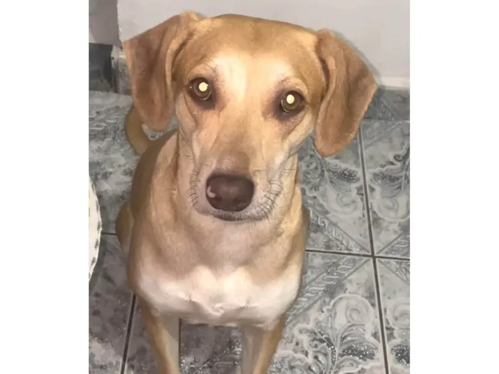 Cachorro ra a SRD-ViraLata idade 1 ano nome Luna 