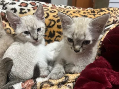 Gato raça SRD-ViraLata idade 2 a 6 meses nome Valentina 
