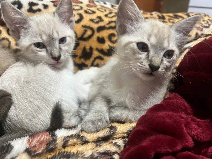 Gato ra a SRD-ViraLata idade 2 a 6 meses nome Valentina 