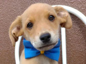 Cachorro raça SRD-ViraLata idade 2 a 6 meses nome Dino