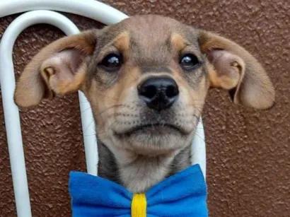 Cachorro raça SRD-ViraLata idade 2 a 6 meses nome Lino 