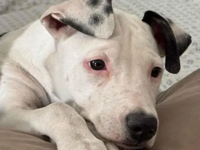 Cachorro raça SRD-ViraLata idade 2 a 6 meses nome Shakira