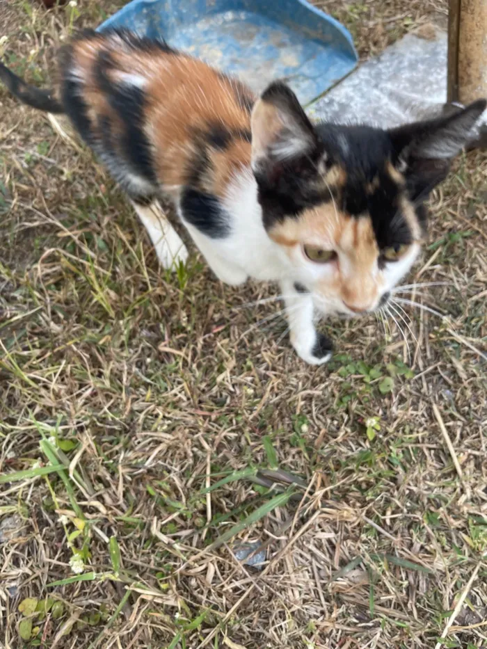 Gato ra a SRD-ViraLata idade 2 a 6 meses nome Não tem nome 