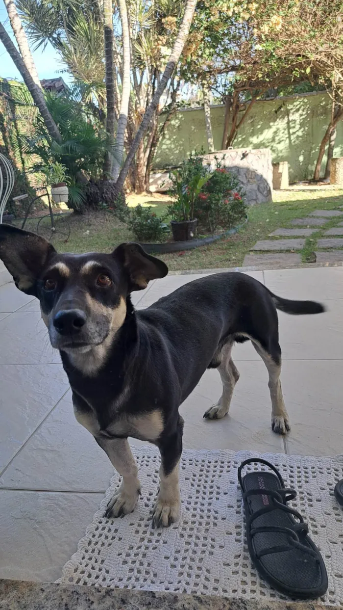 Cachorro ra a SRD-ViraLata idade 4 anos nome Caroline França Pimentel