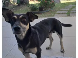 Cachorro raça SRD-ViraLata idade 4 anos nome Caroline França Pimentel