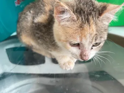 Gato raça SRD-ViraLata idade 2 a 6 meses nome Não tem nome 