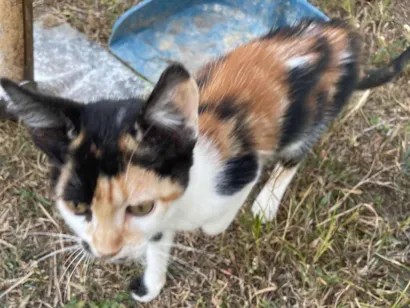 Gato raça SRD-ViraLata idade 2 a 6 meses nome Não tem nome 