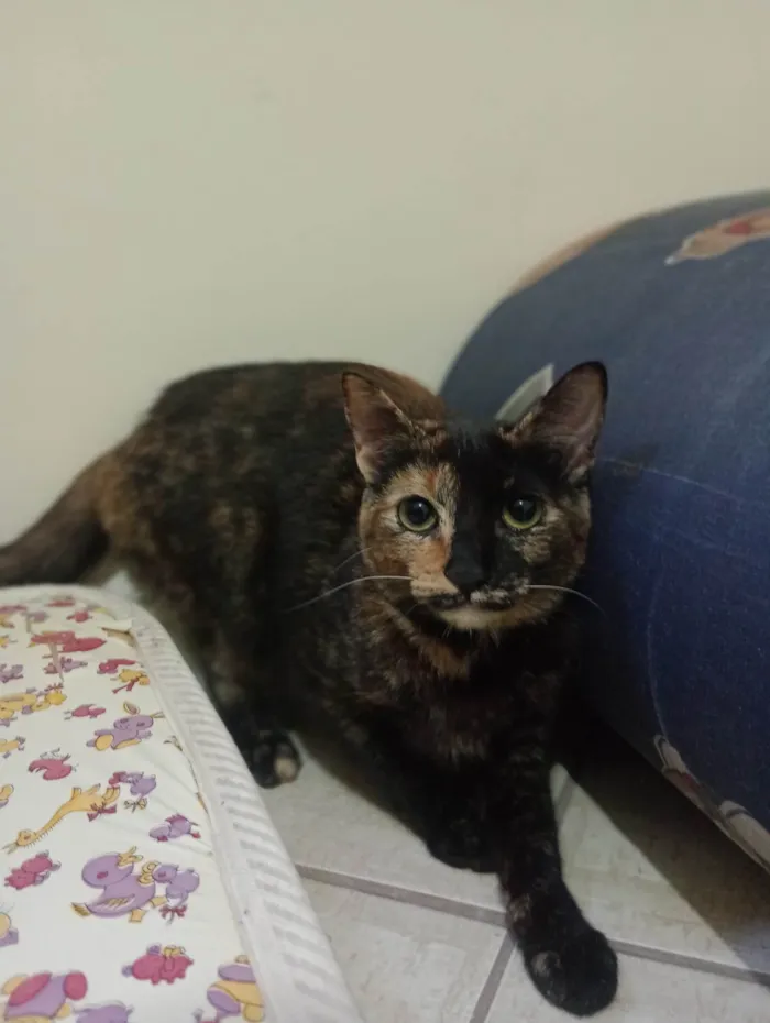 Gato ra a SRD-ViraLata idade 7 a 11 meses nome Gatinhas tricolors e gatinho branco