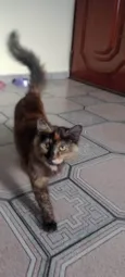 Gatinhas tricolors e gatinho branco