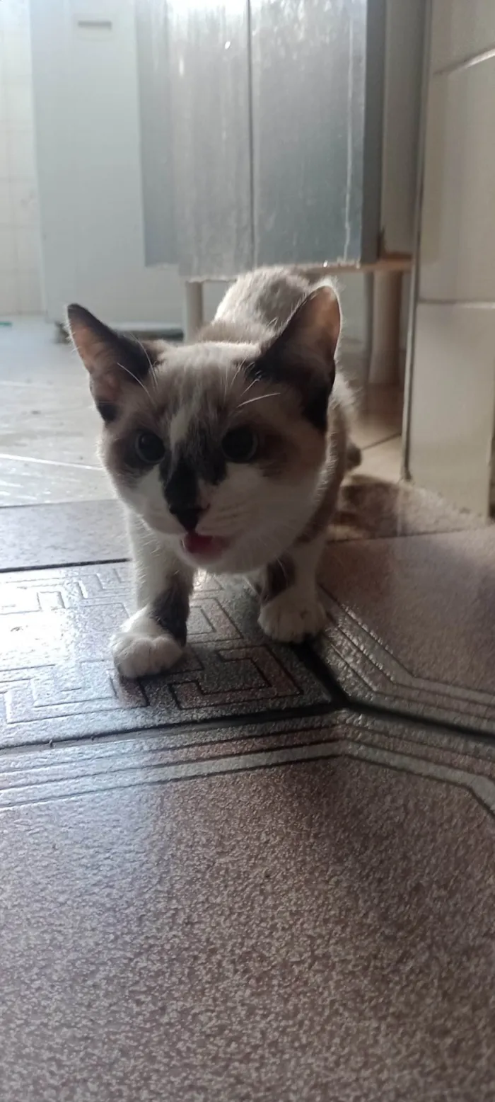Gato ra a SRD-ViraLata idade 7 a 11 meses nome Gatinhas tricolors e gatinho branco