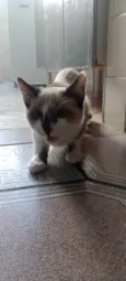 Gatinhas tricolors e gatinho branco