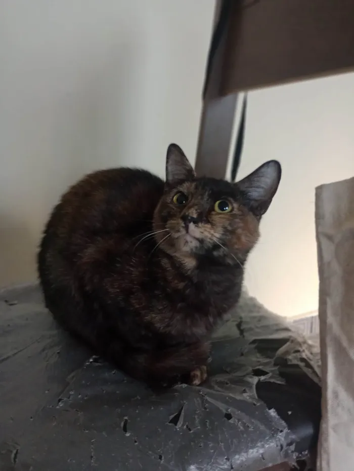 Gato ra a SRD-ViraLata idade 7 a 11 meses nome Gatinhas tricolors e gatinho branco