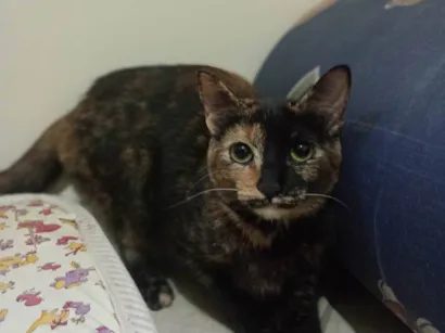 Gato raça SRD-ViraLata idade 7 a 11 meses nome Gatinhas tricolors e gatinho branco