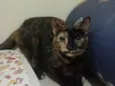 Gatinhas tricolors e gatinho branco