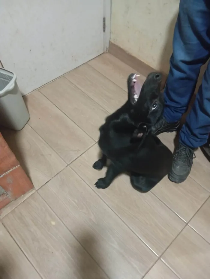 Cachorro ra a Labrador idade 7 a 11 meses nome Toinha 