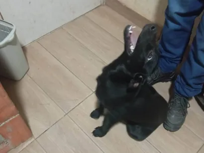 Cachorro raça Labrador idade 7 a 11 meses nome Toinha 