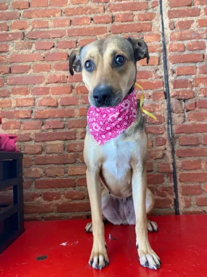 Cachorro raça SRD-ViraLata idade 5 anos nome Lucy 