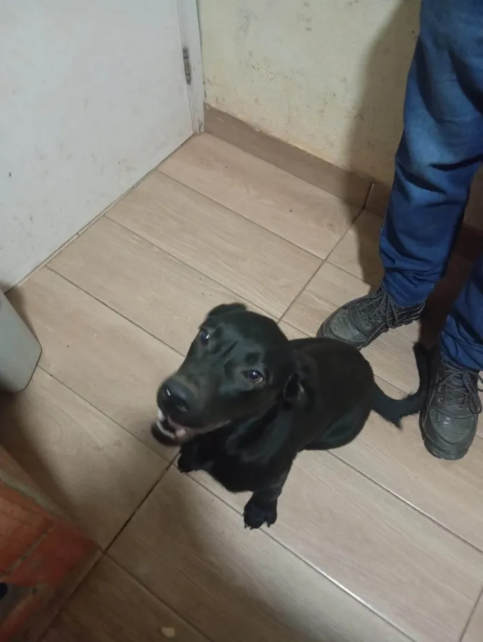 Cachorro ra a Labrador idade 7 a 11 meses nome Toinha 