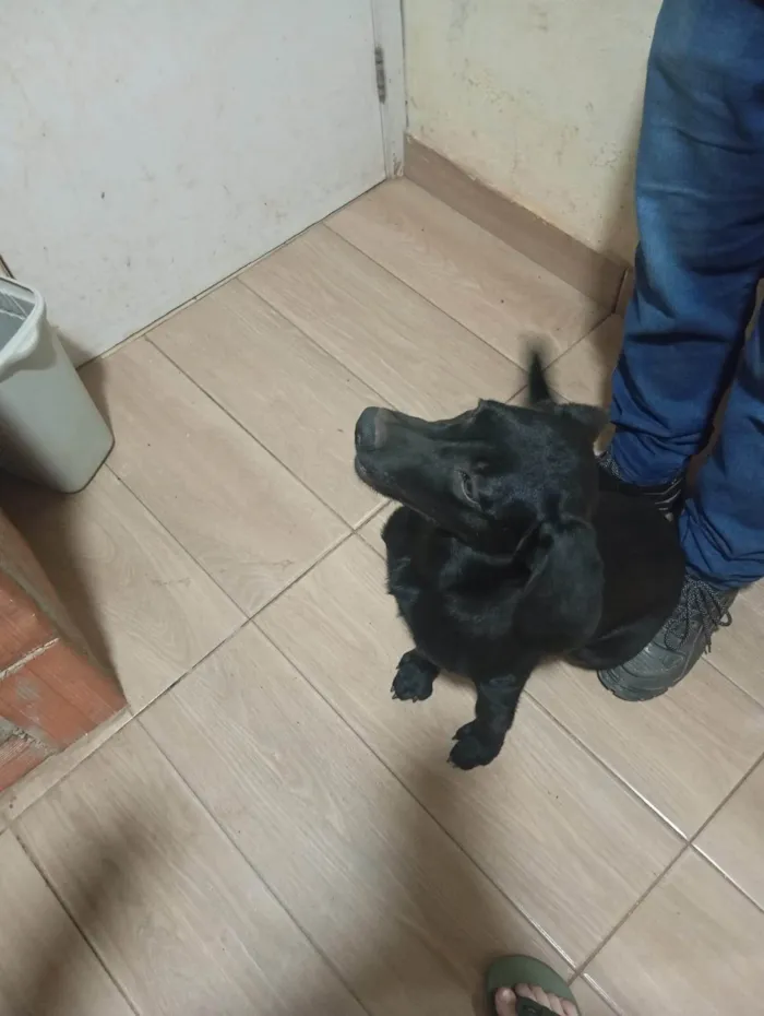 Cachorro ra a Labrador idade 7 a 11 meses nome Toinha 