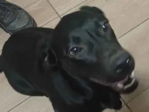 Cachorro raça Labrador idade 7 a 11 meses nome Toinha 