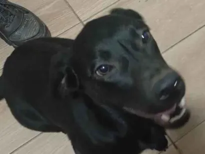 Cachorro raça Labrador idade 7 a 11 meses nome Toinha 