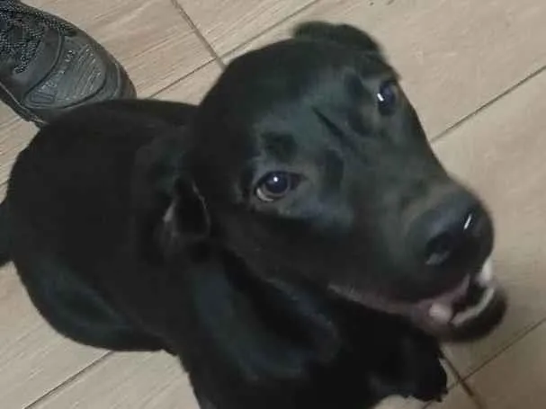 Cachorro ra a Labrador idade 7 a 11 meses nome Toinha 