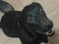 Toinha