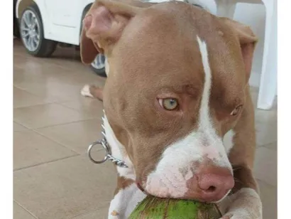 Cachorro raça SRD-ViraLata idade 7 a 11 meses nome 11 98746-3676