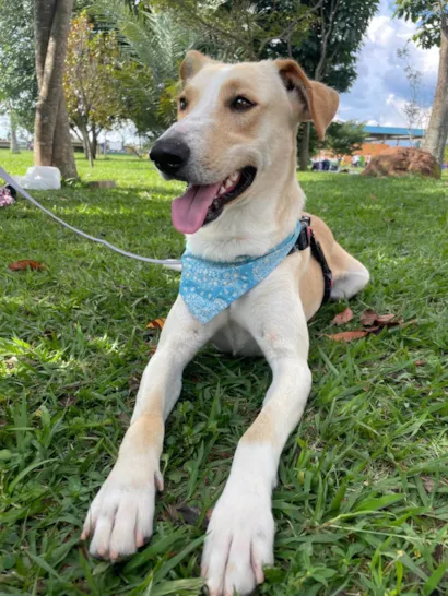 Cachorro raça SRD-ViraLata idade 2 anos nome Apollo