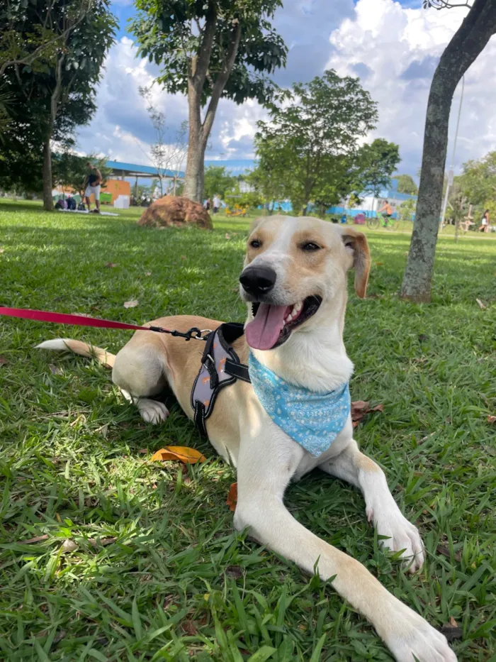 Cachorro ra a SRD-ViraLata idade 2 anos nome Apollo
