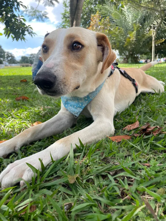 Cachorro ra a SRD-ViraLata idade 2 anos nome Apollo