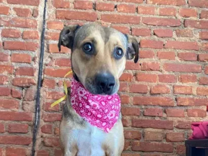 Cachorro raça SRD-ViraLata idade 5 anos nome Lucy 