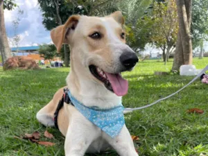 Cachorro raça SRD-ViraLata idade 2 anos nome Apollo