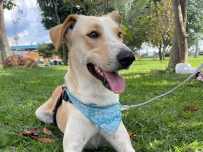 Cachorro raça SRD-ViraLata idade 2 anos nome Apollo