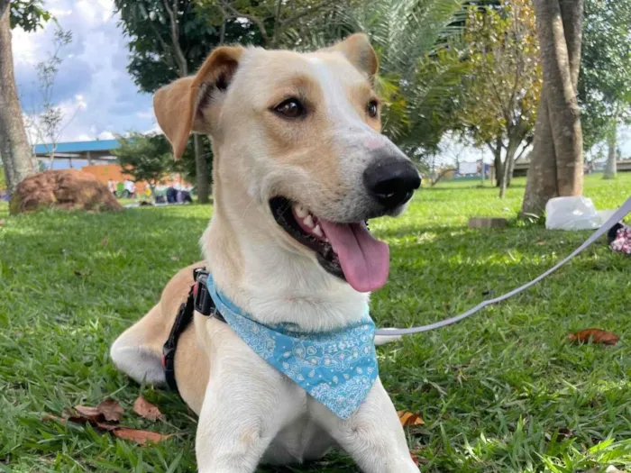 Cachorro ra a SRD-ViraLata idade 2 anos nome Apollo