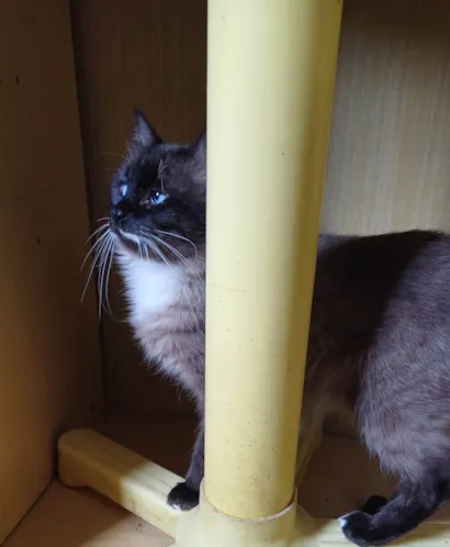 Gato raça Siamês idade 1 ano nome Mix persa siames adocao