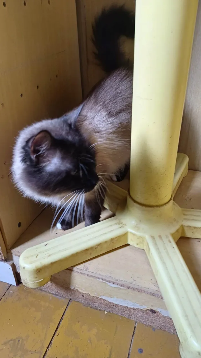 Gato ra a Siamês idade 1 ano nome Mix persa siames adocao