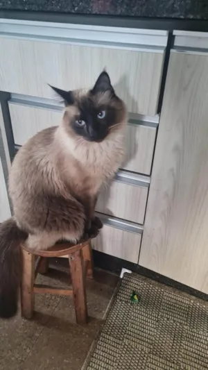 Gato raça Siamês idade 2 anos nome Joui